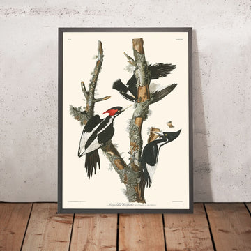 Elfenbeinschnabelspecht von John James Audubon, 1827 