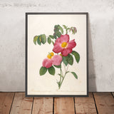 French Rose (Rosa gallica) by Pierre Joseph Redouté, 1817