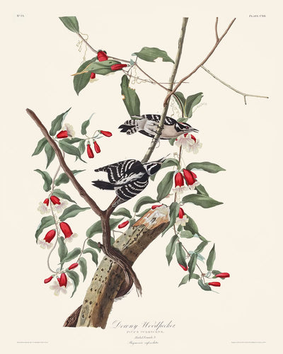 Pájaro carpintero velloso, de John James Audubon, 1827