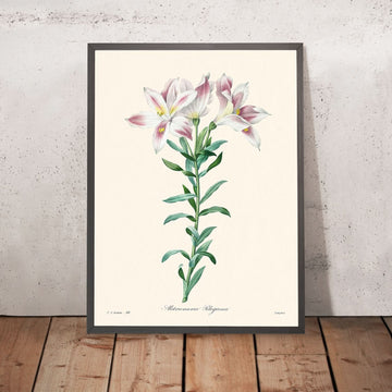 Lys péruvien par Pierre-Joseph Redouté, 1827