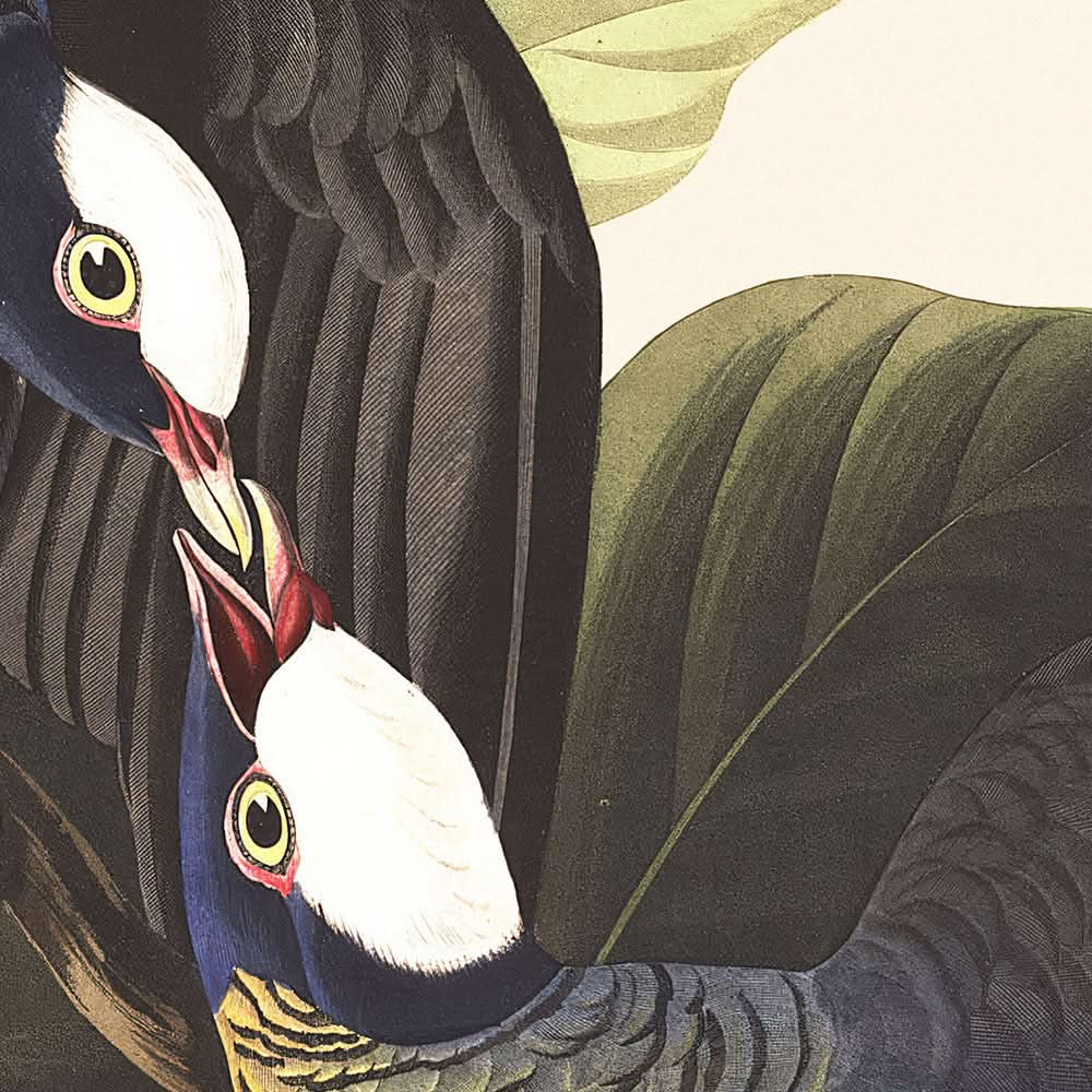 Weißkronentaube von John James Audubon, 1827