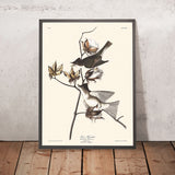 Pewit Flycatcher di John James Audubon, 1827 
