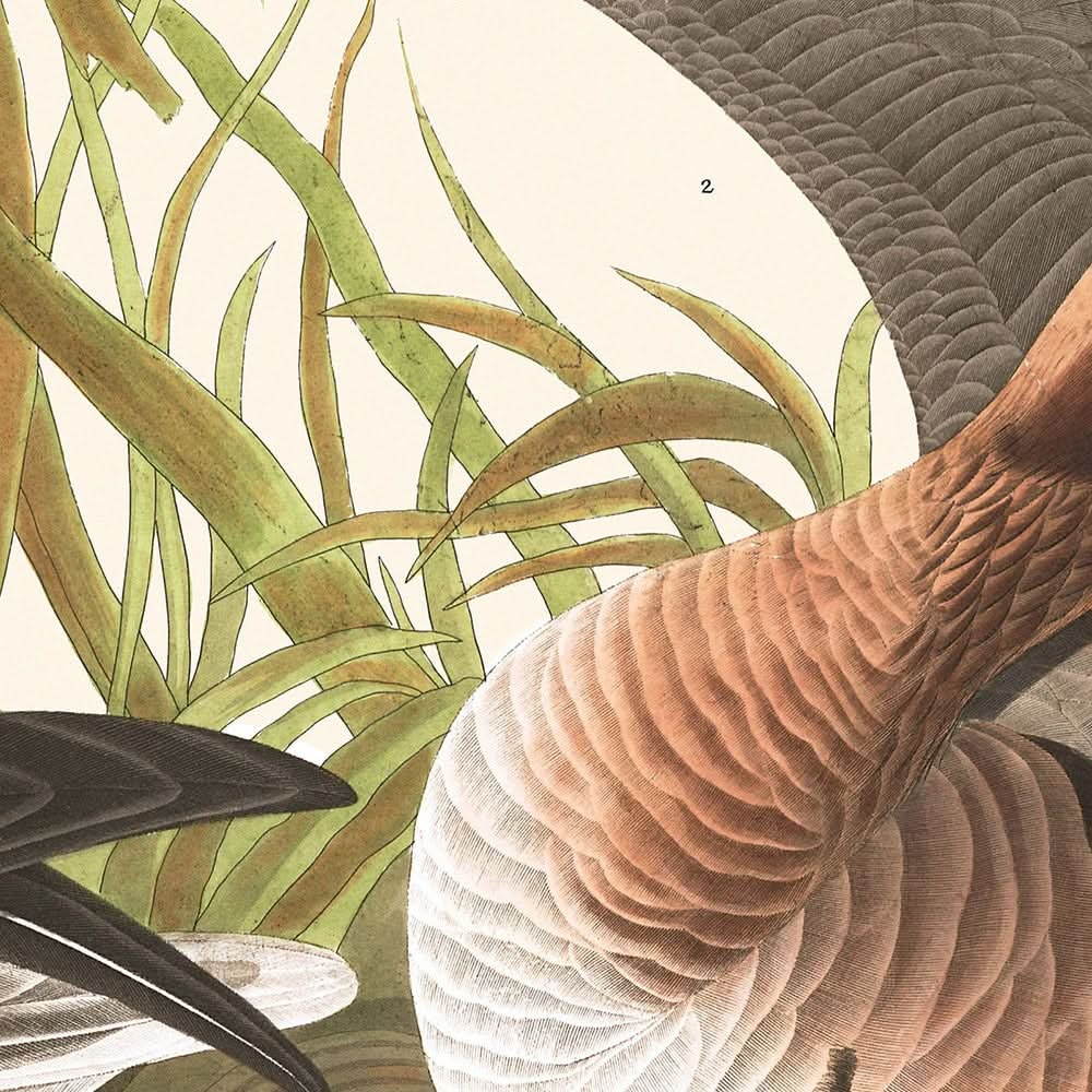 Oie à front blanc par John James Audubon, 1827