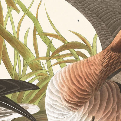 Ganso de frente blanca, de John James Audubon, 1827