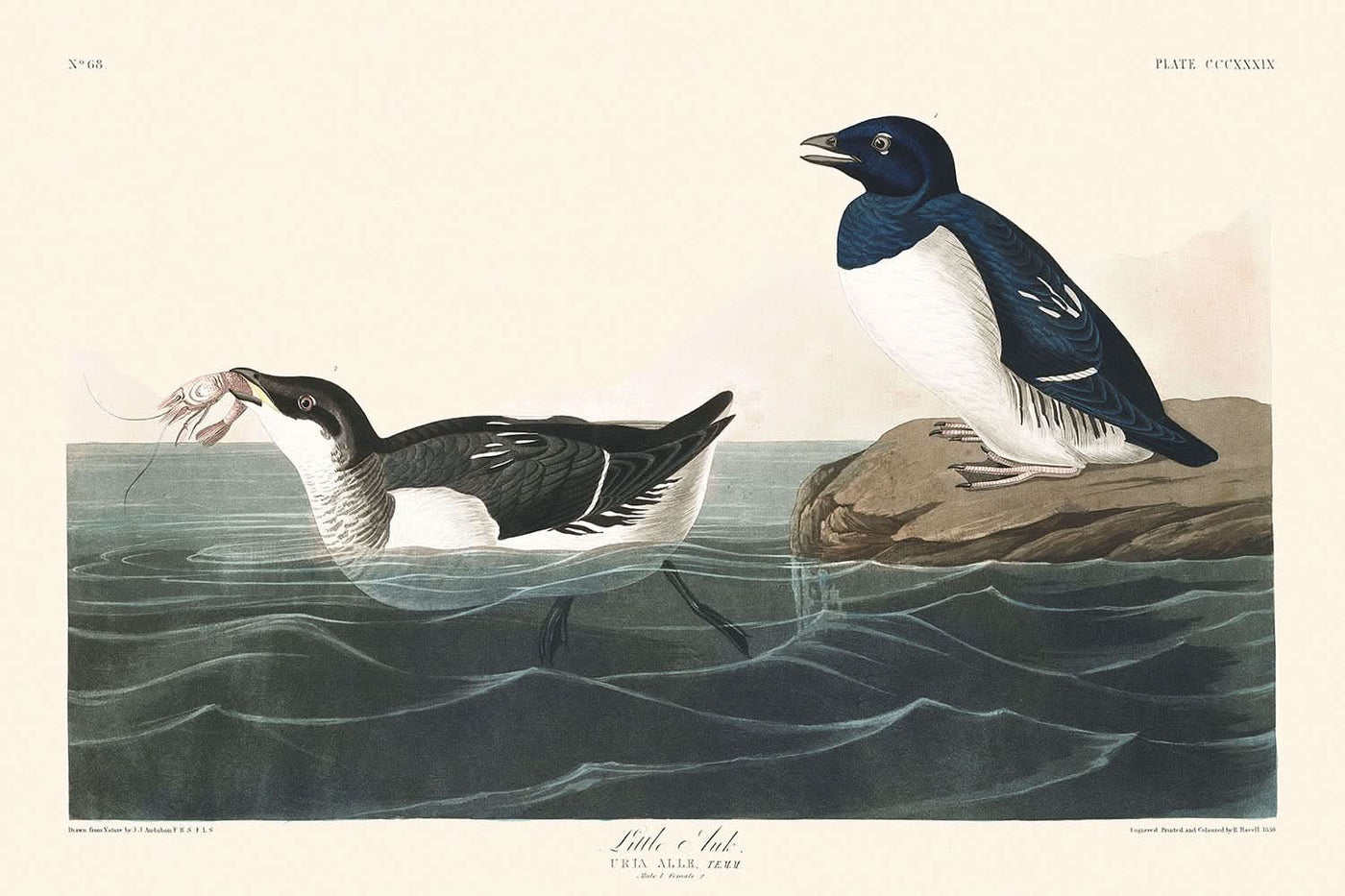 Pingouin nain de John James Audubon, 1827