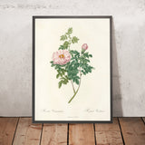 Rosa Ventenatiana by Pierre Joseph Redouté, 1817