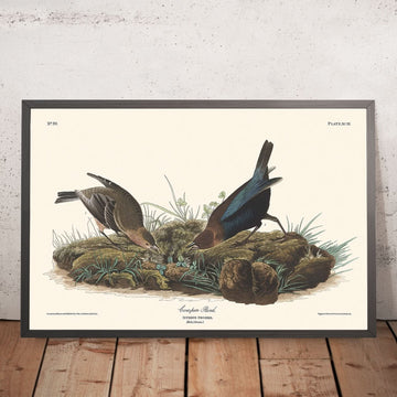Oiseau de la vacherie par John James Audubon, 1827 