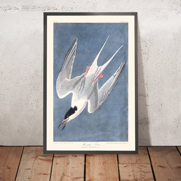 Una imagen enmarcada de la gaviota rosada de John James Audubon, 1827