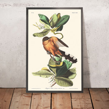 Mangrove-Kuckuck von John James Audubon, 1827 