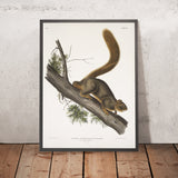 Red-tailed Squirrel (Sciurus rubricaudatus) by John Woodhouse Audubon, 1845