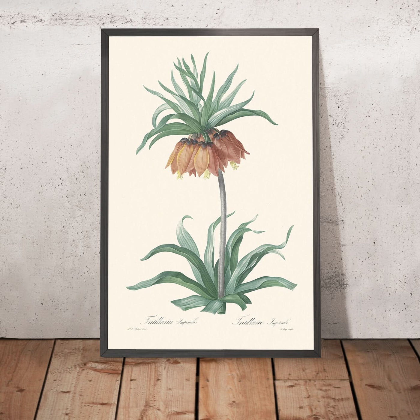 Fritillaria imperialis de Pierre-Joseph Redouté, 1802