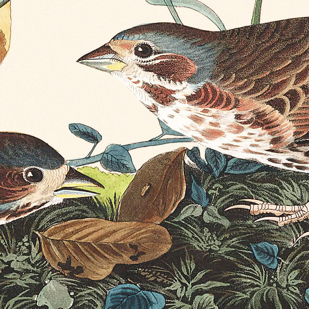 Fox-coloured Sparrow by John James Audubon, 1827