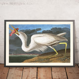 Great White Heron by John James Audubon, 1827