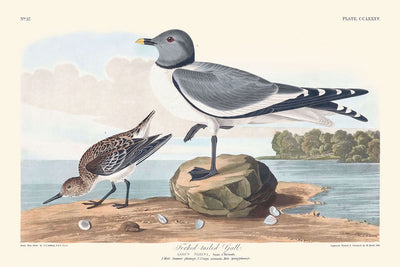 Goéland à queue fourchue de John James Audubon, 1827