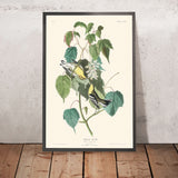 Hemlock-Waldsänger von John James Audubon, 1827 