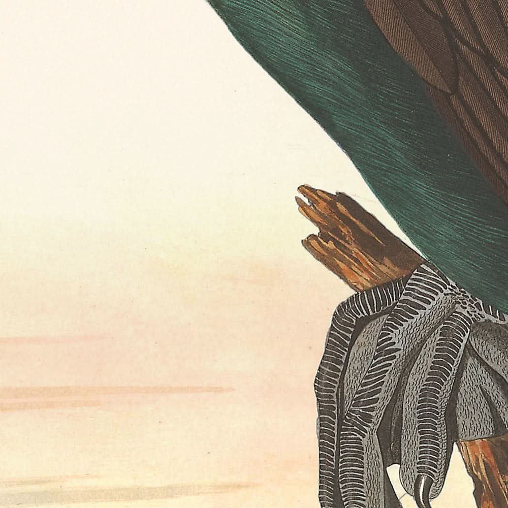 Florida Cormorant by John James Audubon, 1827