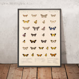 Insecta Lepidoptera-Heterocera (Plate 58) by Frederick DuCane Godman, 1879