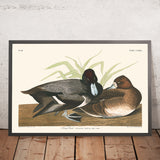 Tafelente von John James Audubon 1827 