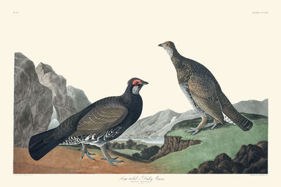 Tétras à longue queue, ou Tétras sombre, par John James Audubon, 1827