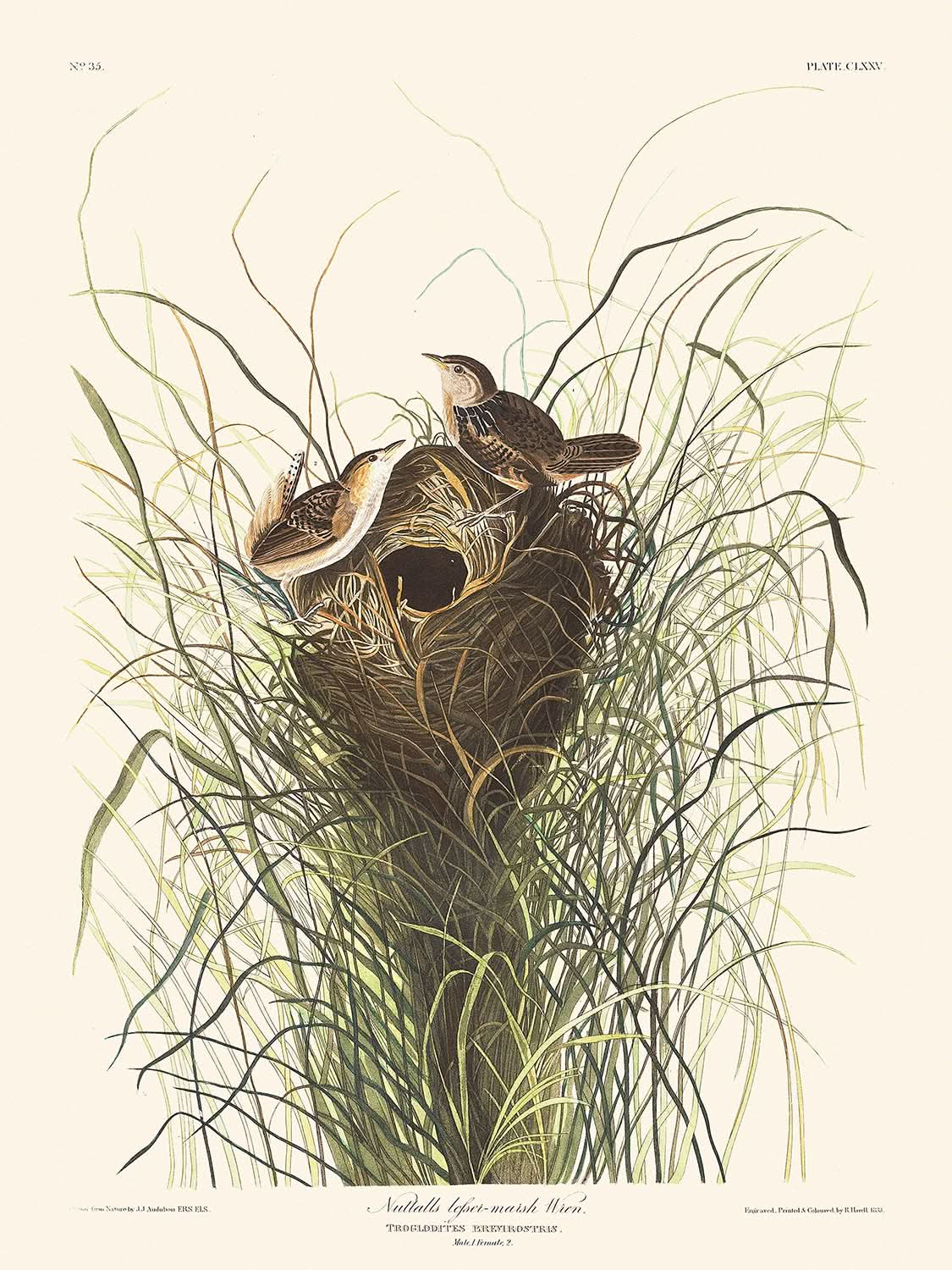 Nuttall's Lesser-Marsh Wren by John James Audubon, 1827