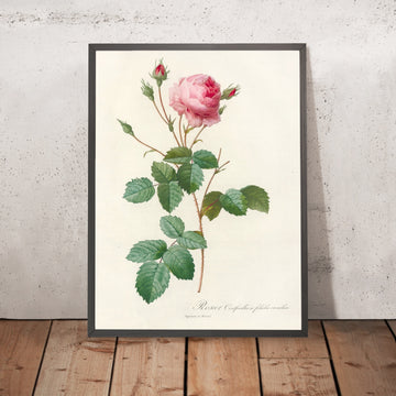 A framed image of Crested Cabbage Rose (Rosa centifolia crenata) by Pierre Joseph Redouté, 1817
