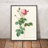 Crested Cabbage Rose (Rosa centifolia crenata) by Pierre Joseph Redouté, 1817