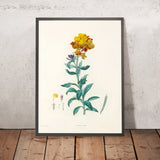 Wallflower (Cheiranthus, Plate 8) by Pierre Joseph Redouté, 1805