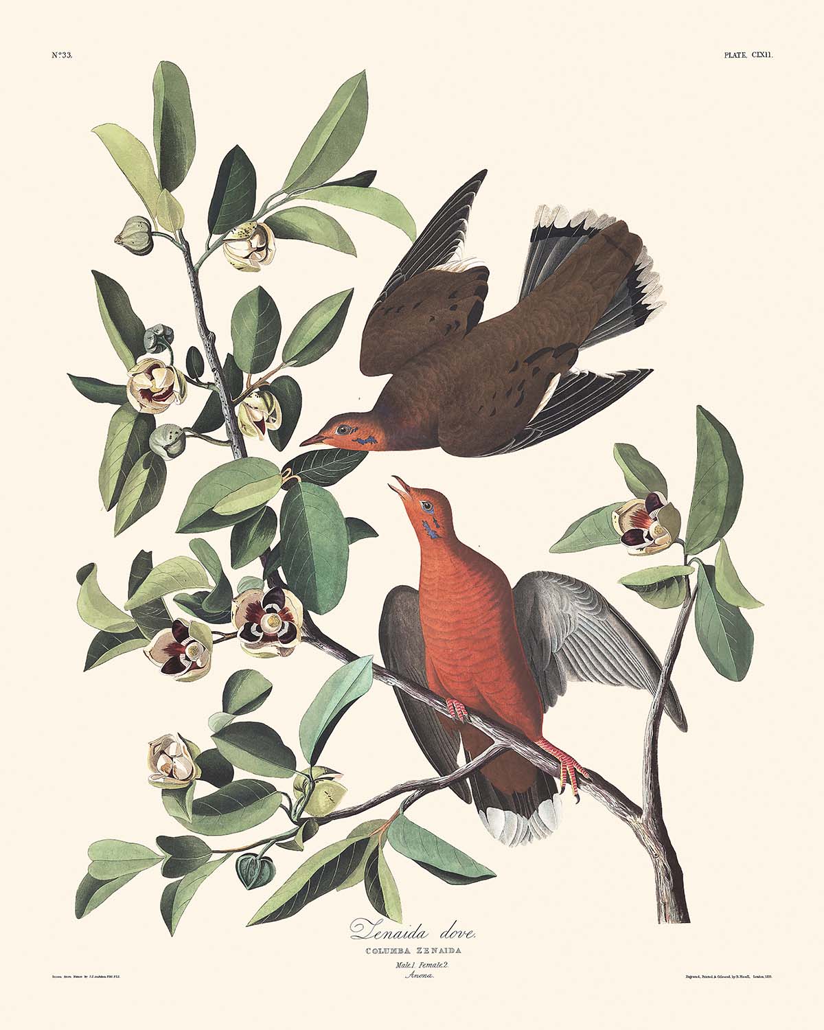 Zenaida Dove by John James Audubon 1827