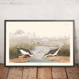 Spotted Sandpiper by John James Audubon, 1827