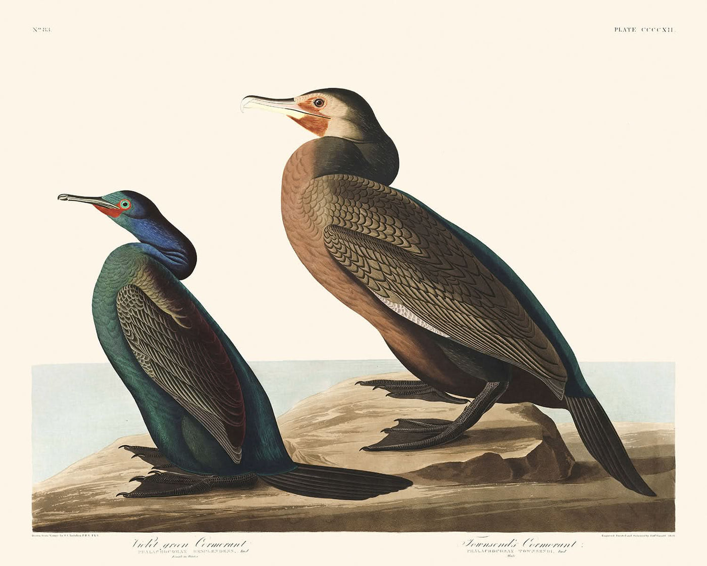 Violettgrüner Kormoran und Townsends Kormoran von John James Audubon, 1827 