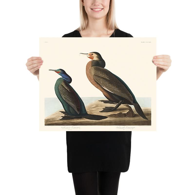 Cormoran vert-violet et cormoran de Townsend par John James Audubon, 1827