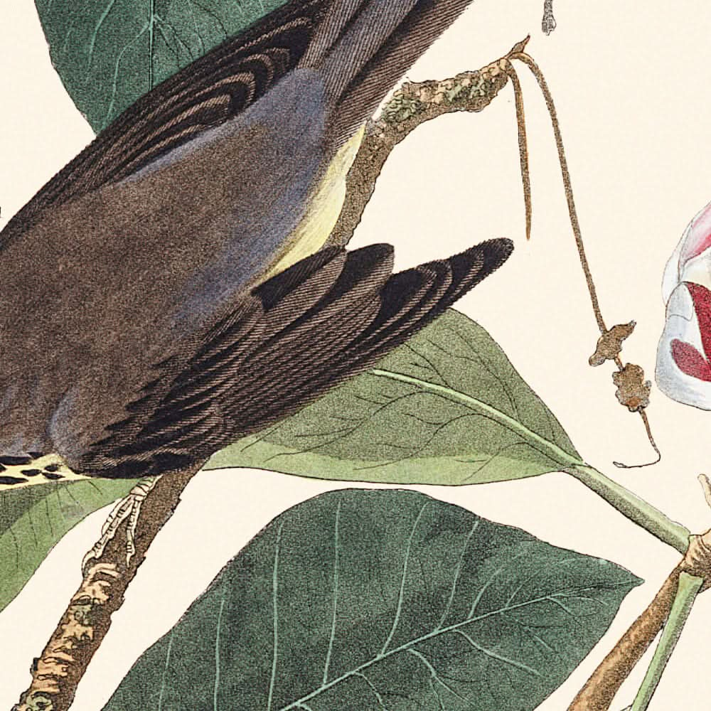 Kanadawaldsänger von John James Audubon, 1827