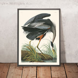 Garza azul grande, de John James Audubon, 1827
