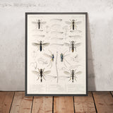 Flies (Diptera, Plate 08) by Frederick DuCane Godman, 1879