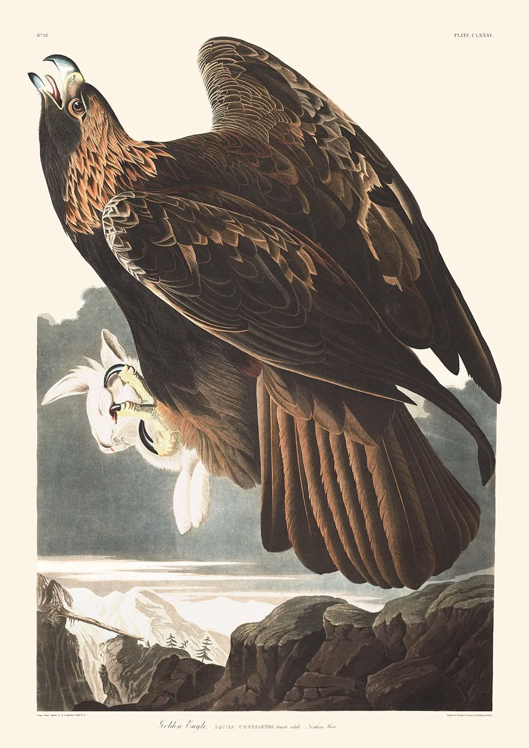 Aigle royal de John James Audubon, 1827