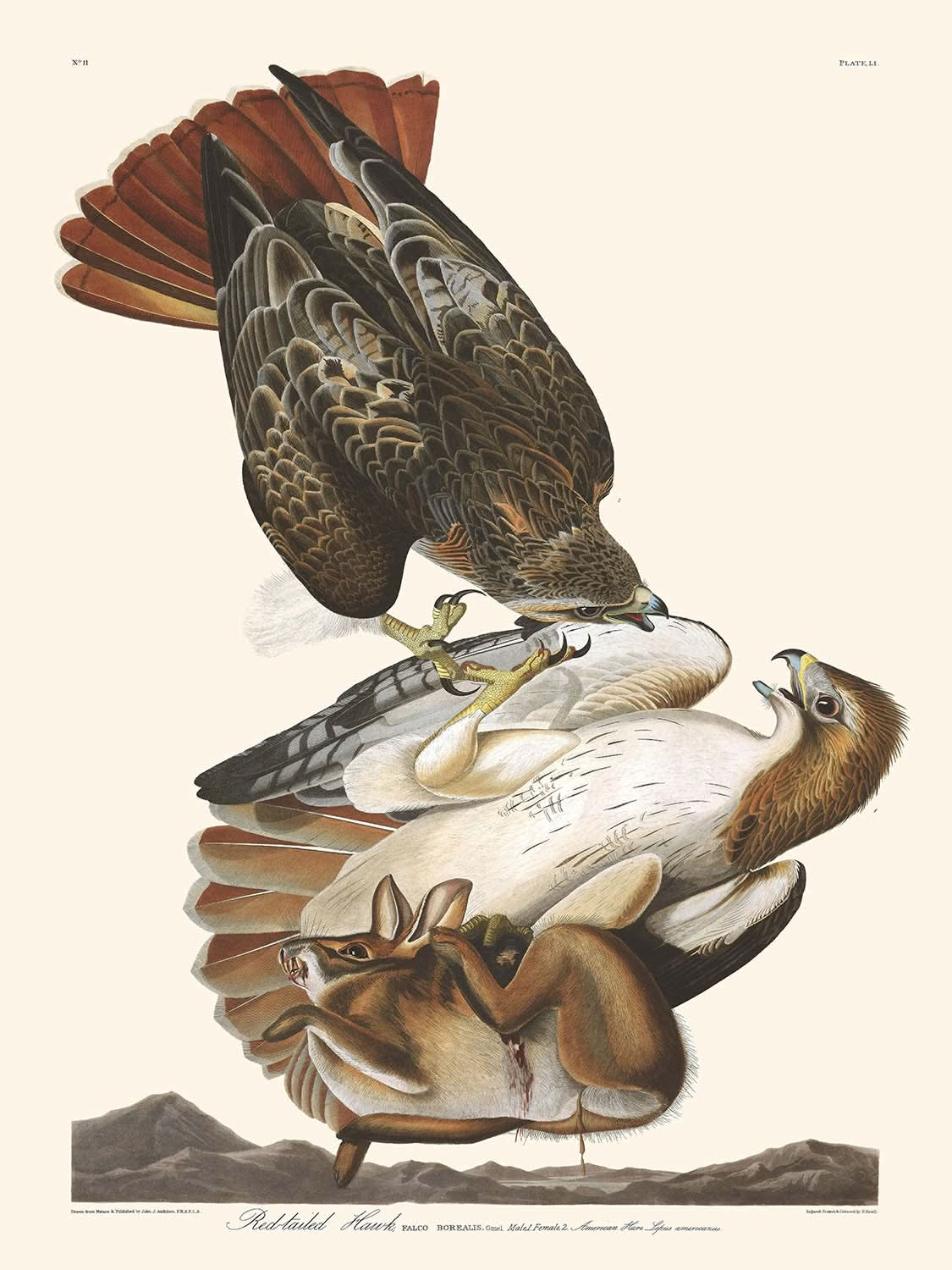 Rotschwanzbussard von John James Audubon 1827