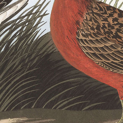 Zwergbrachvogel von John James Audubon, 1827