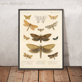Moths (Lepidoptera-Heterocera, Plate 34) by Frederick DuCane Godman, 1879