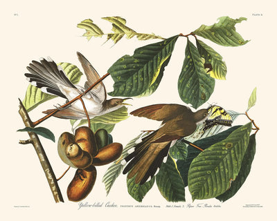 Cuco de pico amarillo, de John James Audubon, 1827