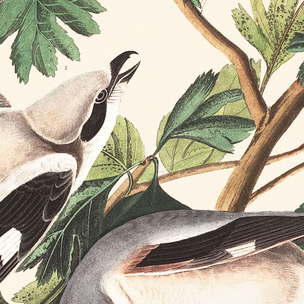 Alcaudón real o pájaro carnicero, de John James Audubon, 1827