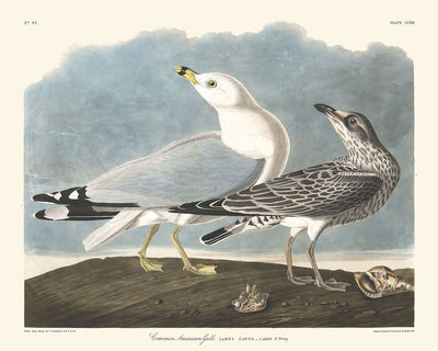 Gemeine Amerikanische Möwe (Seemöwe) von John James Audubon, 1827 