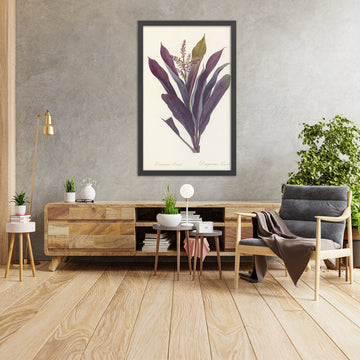 A framed image of Dracaena terminalis by Pierre Joseph Redouté, 1802