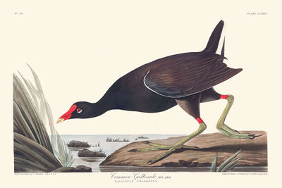 Gemeines Teichhuhn von John James Audubon, 1827