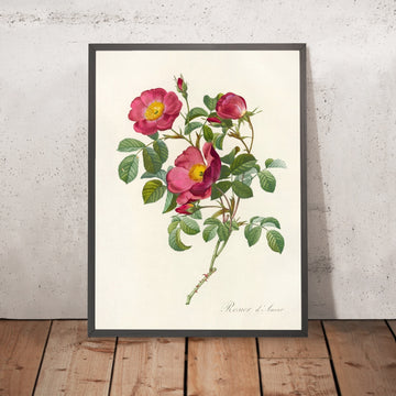 A framed image of Rosa pumila by Pierre Joseph Redouté, 1817