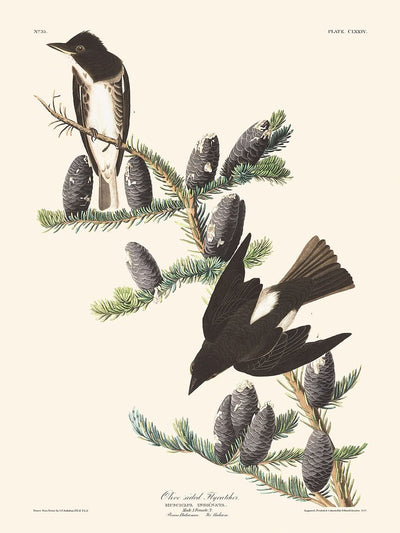 Olivseitenschnäpper von John James Audubon, 1827