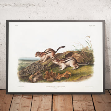 A framed image of 