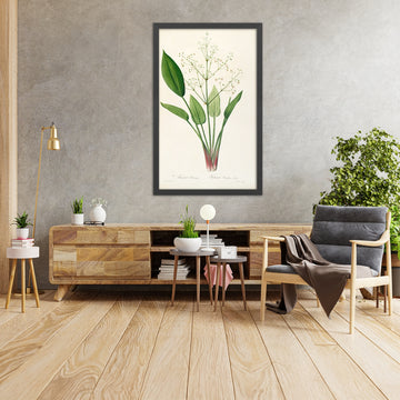 A framed image of Water Plantain (Alisma plantago, Plate 31) by Pierre Joseph Redouté, 1805