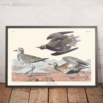 Golden Plover by John James Audubon, 1827
