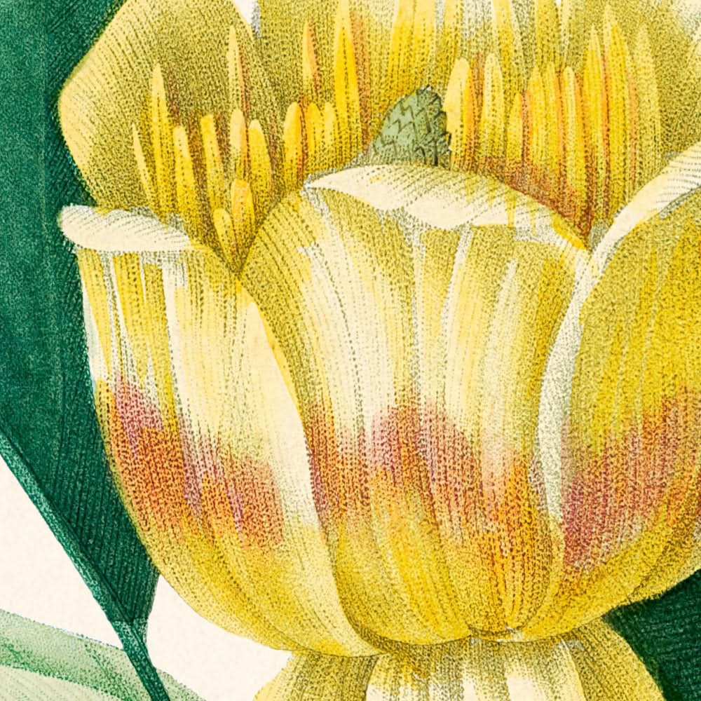 Tulipifera von Pierre-Joseph Redouté, 1802