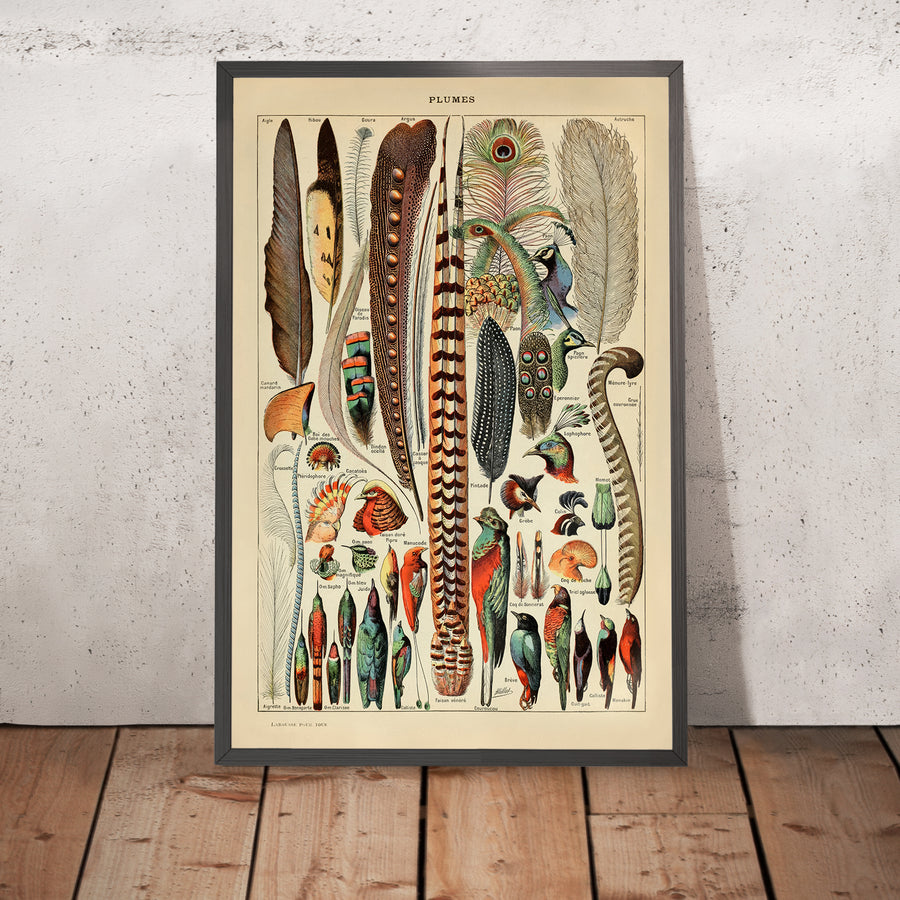 A framed image of Feathers by Adolphe Millot, 1890